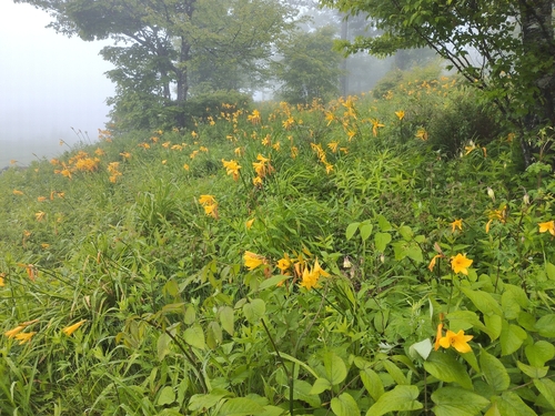 amur day-lily