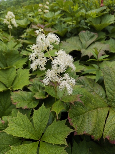 Japanese rodgersia