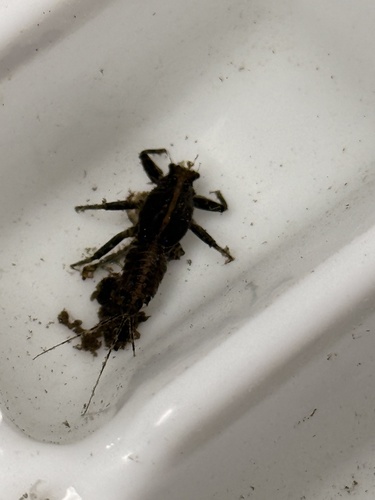 iNaturalist observation photo of Mayflies