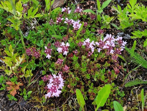 Five-rib thyme