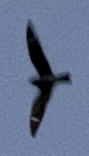 iNaturalist observation photo of Common Nighthawk