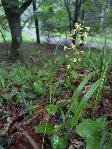 Common oreorchis