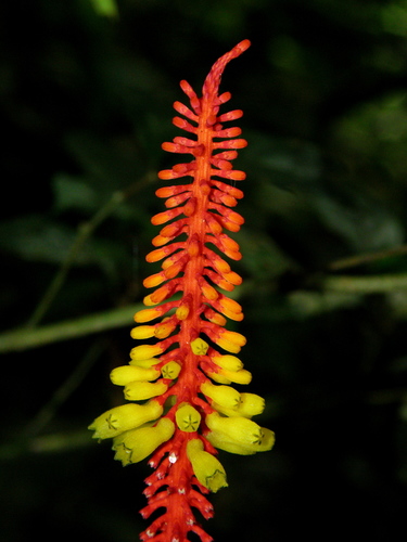 Palicourea subspicata