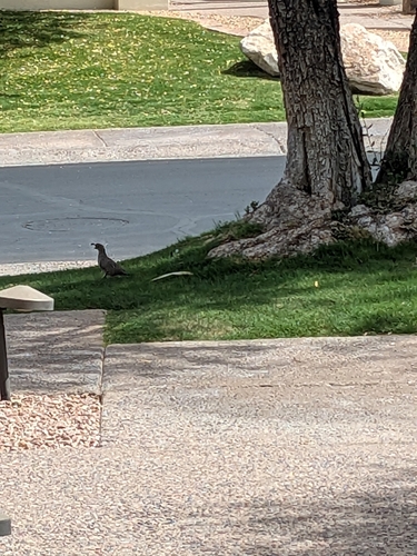 Gambel's Quail