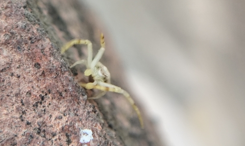 Heather crab spider