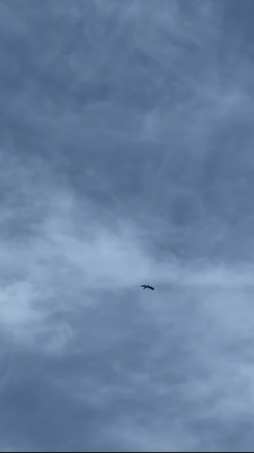 Booted Eagle