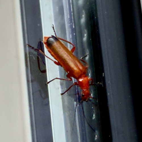 Common Red Soldier Beetle