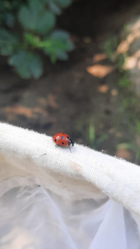Seven-spotted Lady Beetle