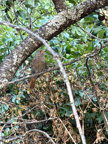 Black Redstart