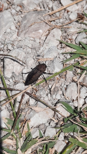 Capnodis tenebricosa