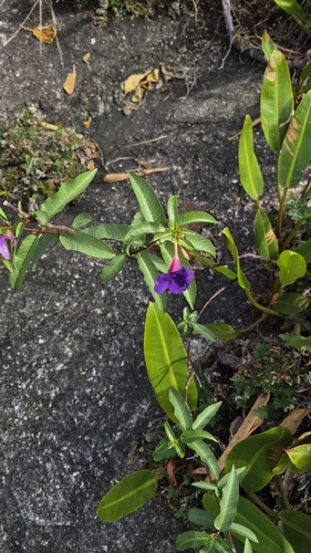 Mandevilla grazielae