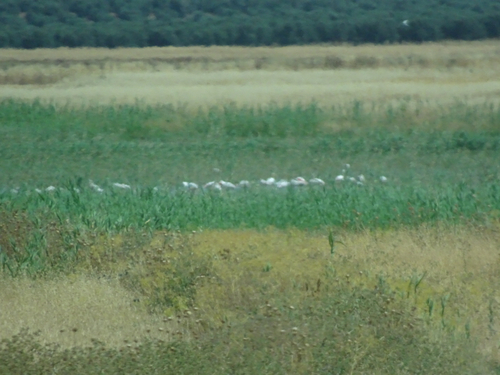 Greater Flamingo