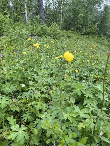 European Globeflower