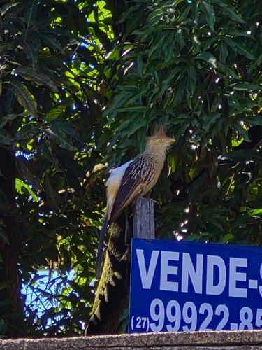 Guira Cuckoo