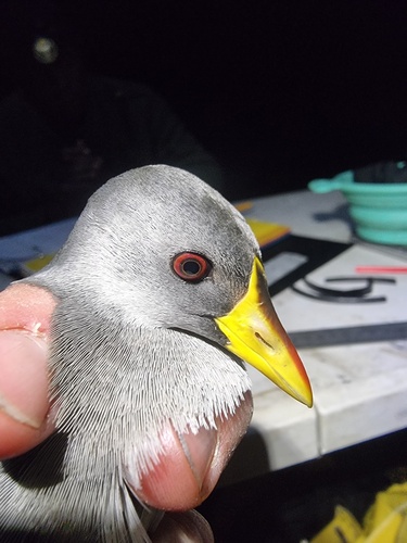 Lesser Moorhen