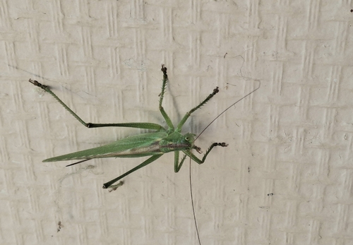 Great Green Bush-cricket