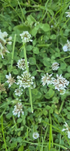 white clover