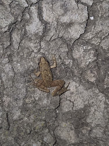 Agile Frog