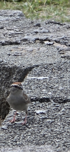 Chipping Sparrow