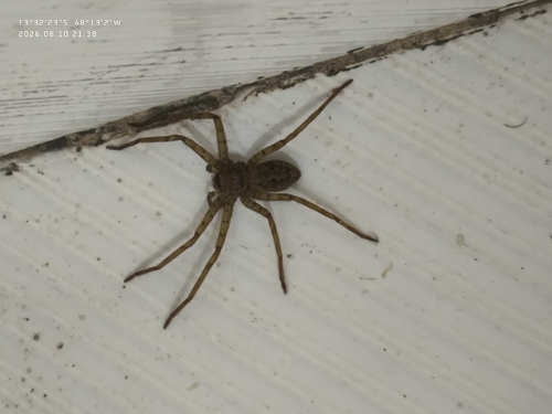 Pantropical Huntsman Spider