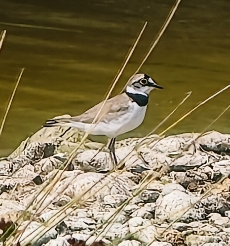 Little Ringed Plover