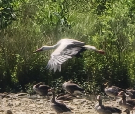 White Stork