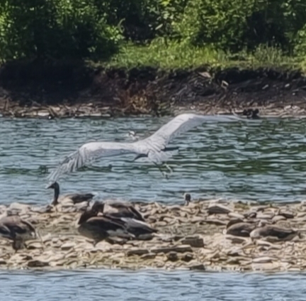 Grey Heron