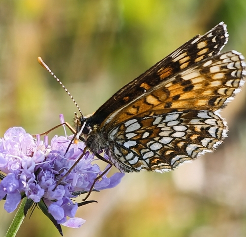 False Heath Fritillary