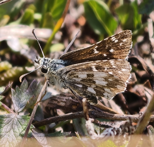 Oberthür's grizzled skipper