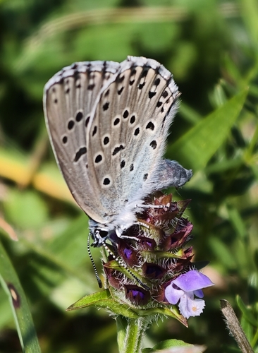 Large Blue