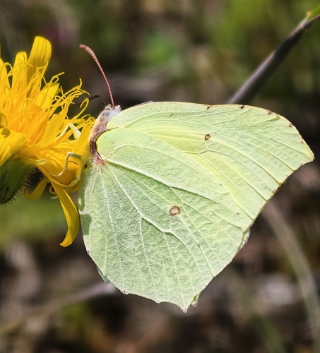 Common Brimstone