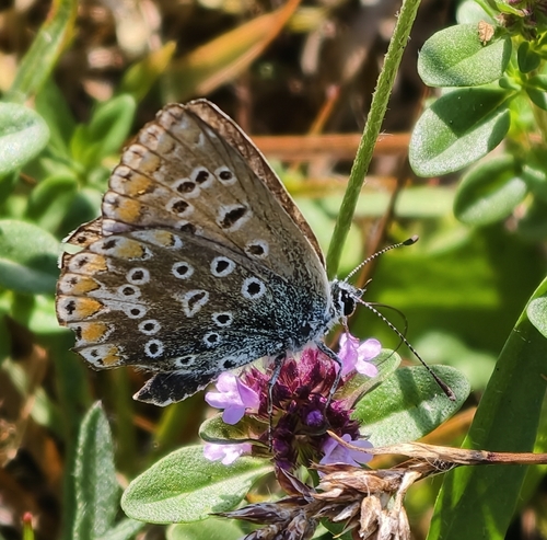 Common Blue