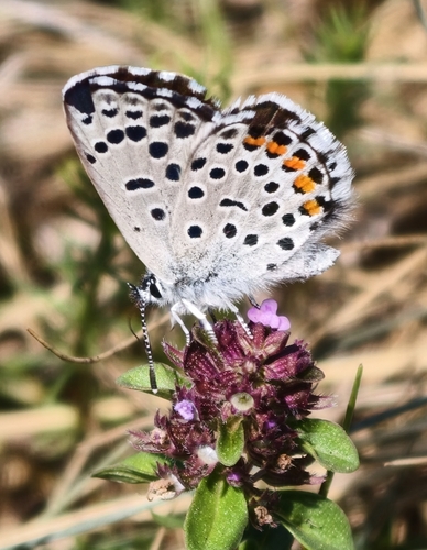 Baton Blue
