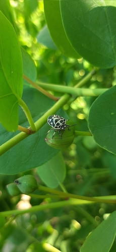 red cabbage bug