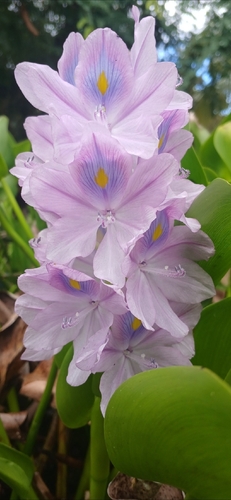 common water hyacinth