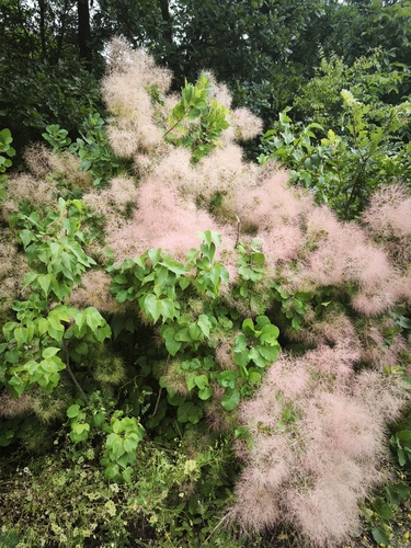 Smokebush