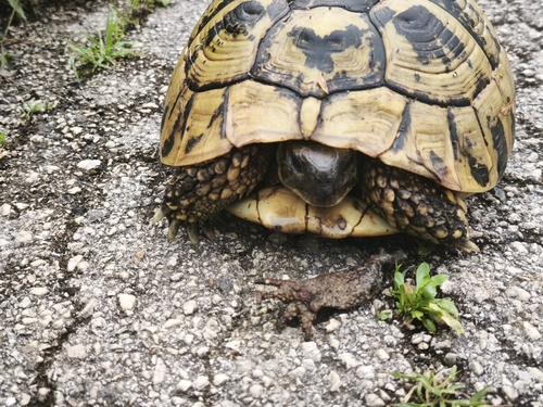 Hermann's Tortoise