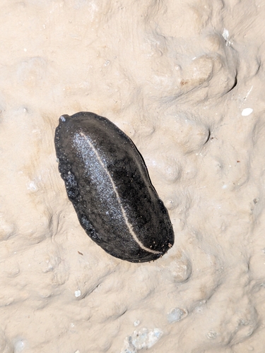 Tropical Leatherleaf Slug