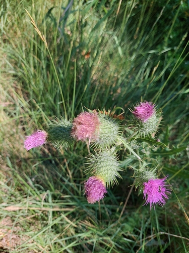 Bull Thistle