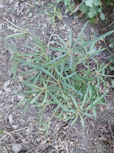 Stinking hellebore