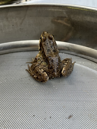 Iberian Green Frog
