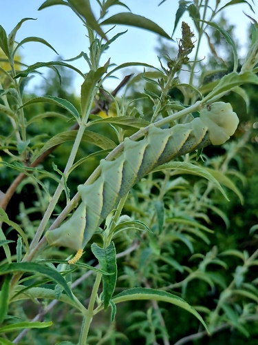 Death's Head Hawkmoth