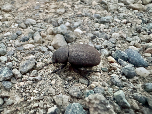 Pachyscelis villosa