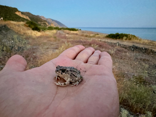 Green Toad