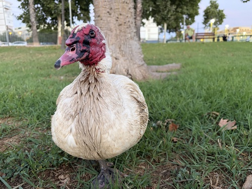 Domestic Muscovy Duck
