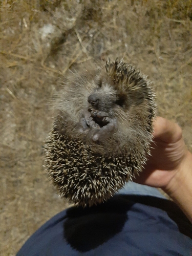 Common Hedgehog