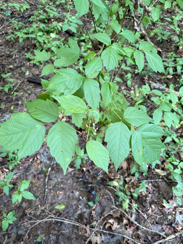 box elder