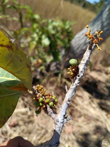 Pouteria ramiflora