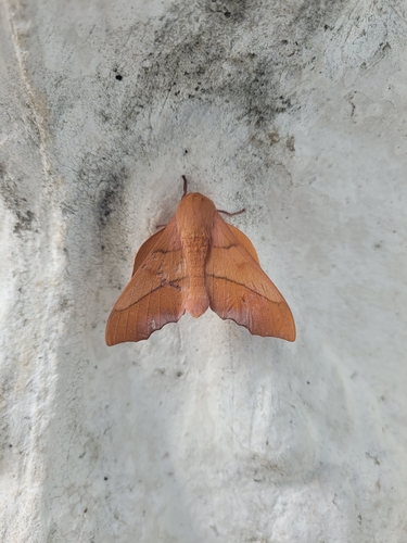 Syssphinx molina
