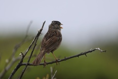 White-crowned Sparrow